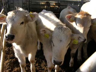 Vacche a terra, Sivar e Anmvi: dura lex, sed lex